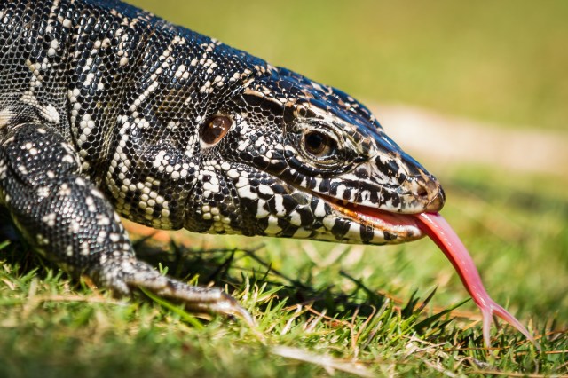 Day 122-123 Tegu-0002