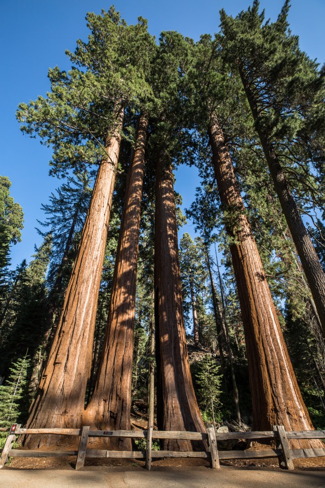 20170813Sequoia - Hume Lake-0001