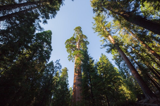 20170813Sequoia - Hume Lake-0004