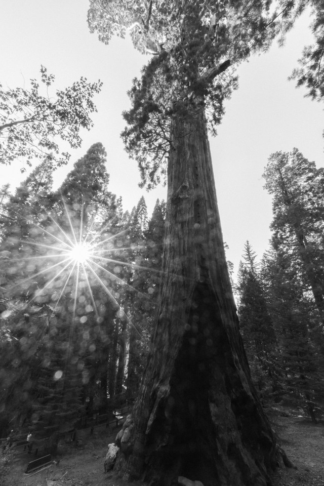 20170813Sequoia - Hume Lake-0005