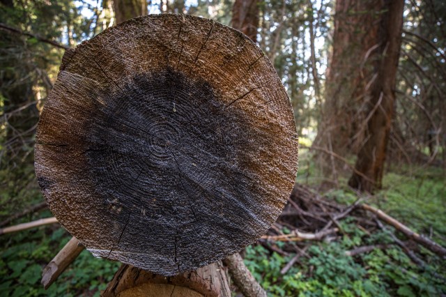 20170813Sequoia - Hume Lake-0006