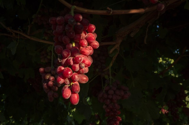 20170813Sequoia - Hume Lake-0007