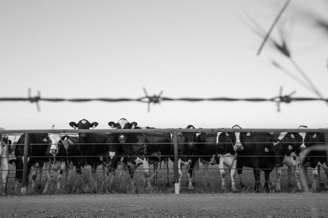 20170813Sequoia - Hume Lake-0009